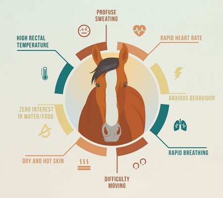 Heat Stress in Horses - Learn the Signs