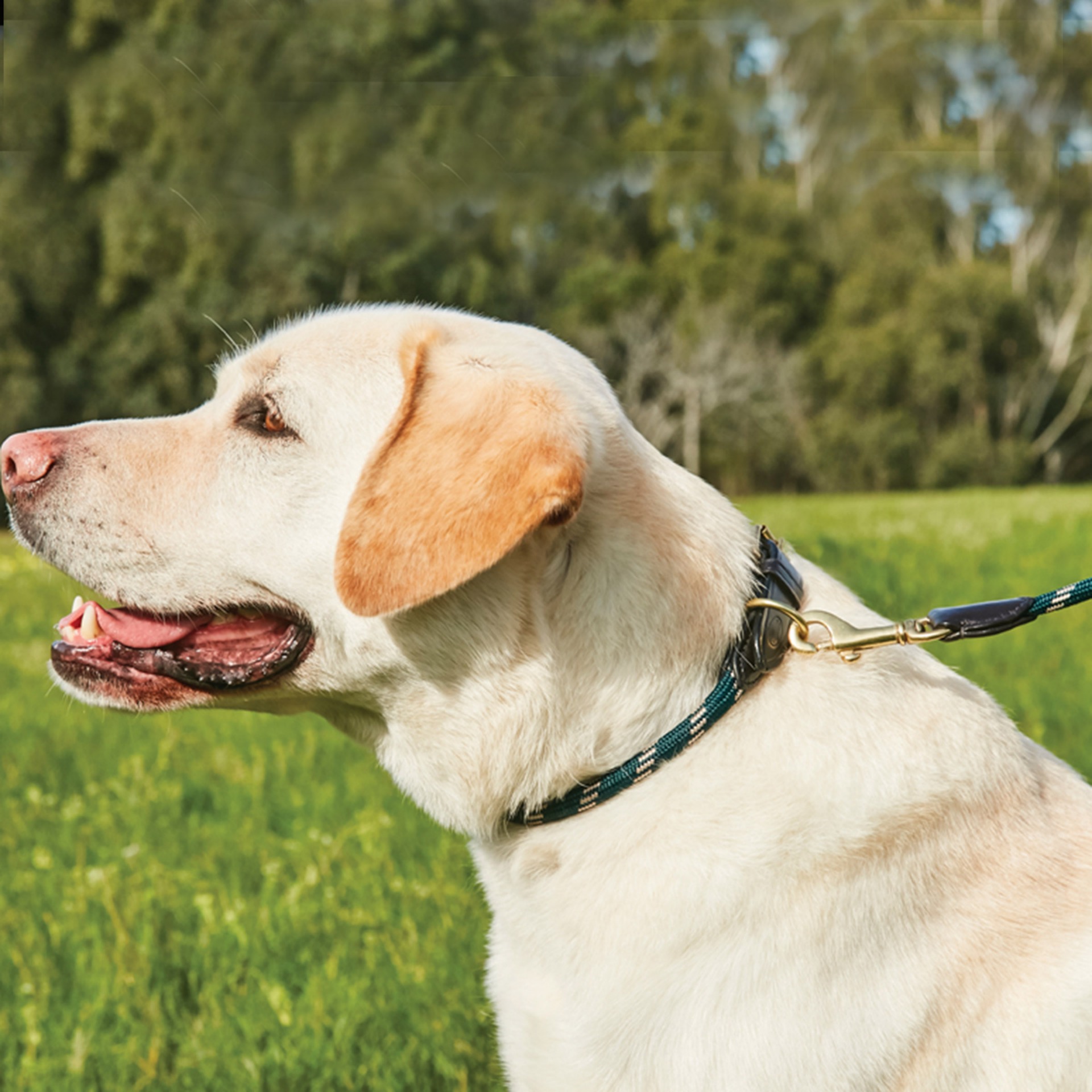 WeatherBeeta Rope Leather Dog Collar Size Chart