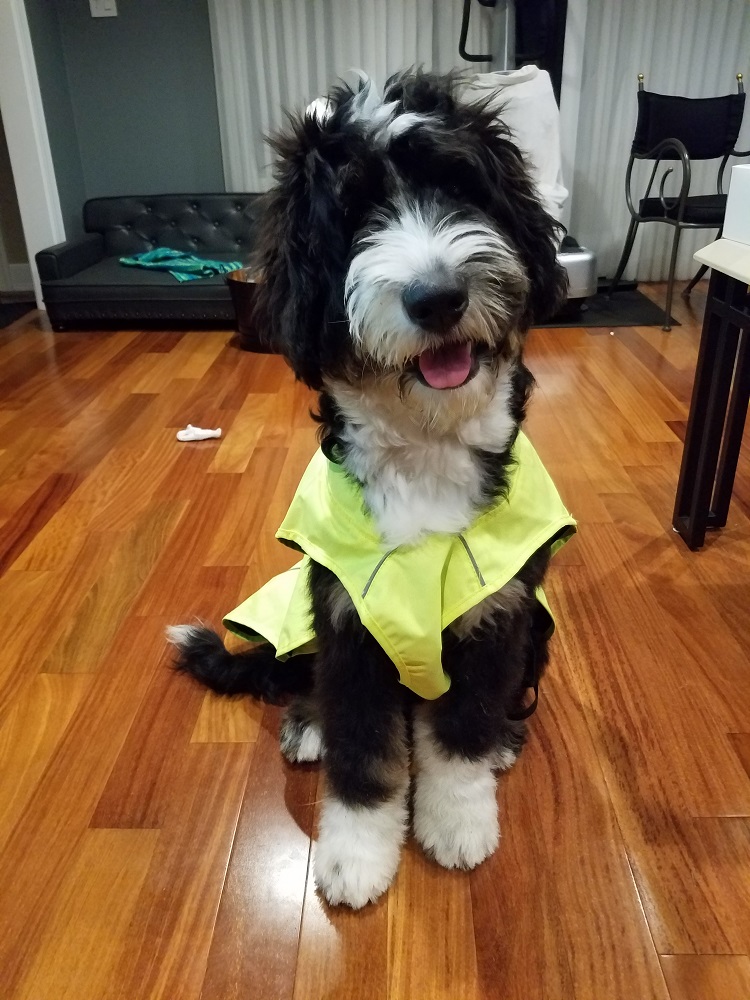 Bacchus in his WeatherBeeta rain coat