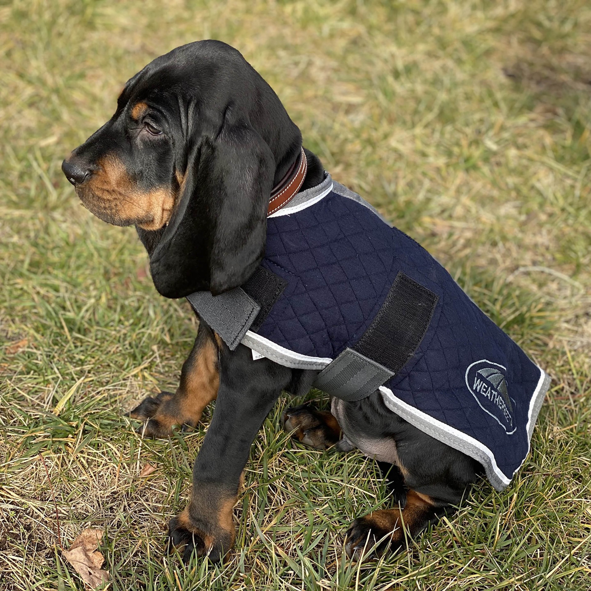 Puppy wearing the WeatherBeeta Thermic Dog Coat