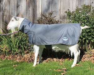 Daisy the goat wearing her high neck WeatherBeeta goat coat