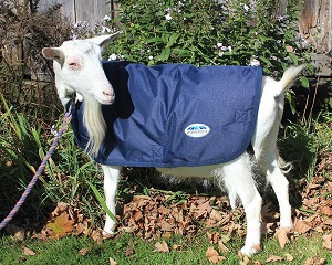 Daisy the goat wearing her lighter WeatherBeeta goat coat