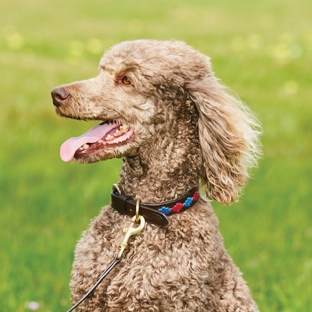 Poodle wearing the WeatherBeeta Polo Dog Collar