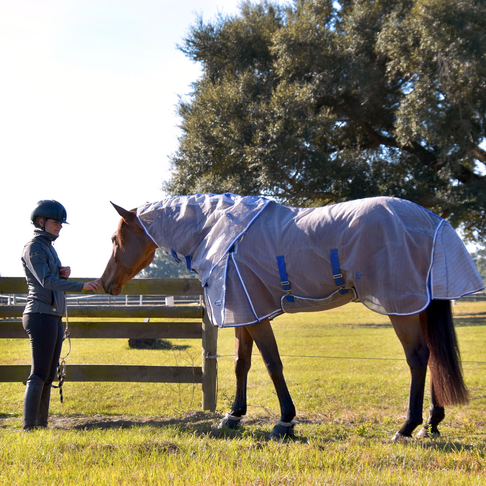 Horse wearing the the RipShield Plus Fly Sheet